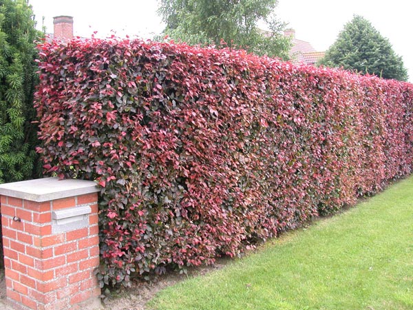 Gartenfotos online