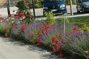 Noch ne Fage... - Mein schöner Garten Forum