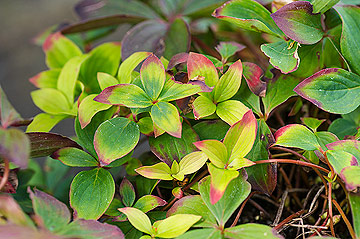 Gartenfotos Online