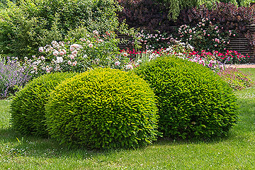 fargesia robusta 'campbell pflanzabstand Nicht-ausläuferbildender Bambus 'Campbell' - Fargesia robusta Campbell main image 0